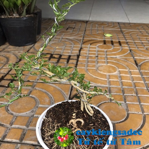 Cây cần thăng bonsai mini