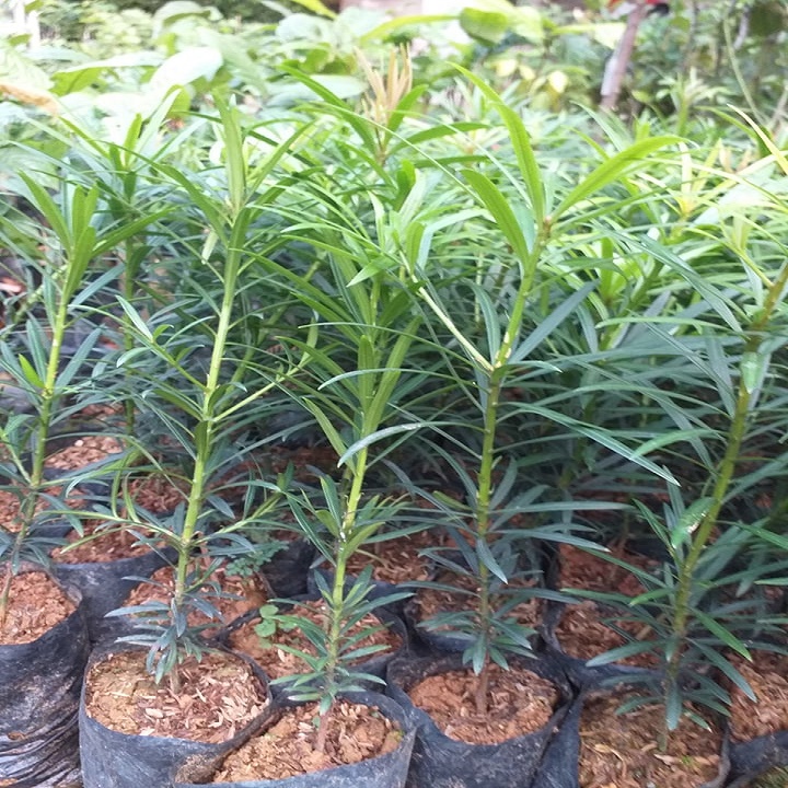 Combo 4 cây tùng la hán, cây gửi đi cam kết y hình cây cực đẹp giá cực rẻ