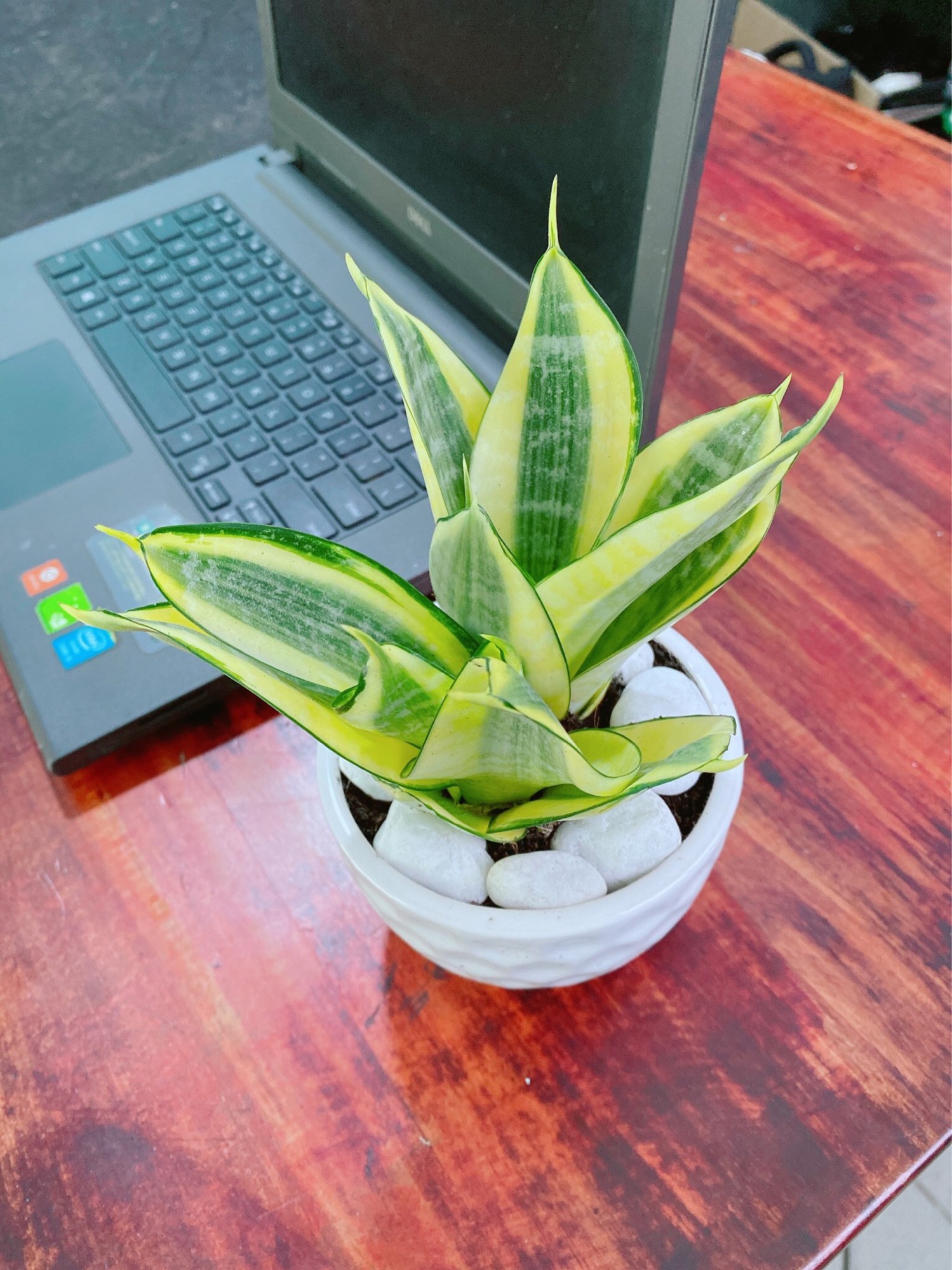[HCM]Chậu Lưỡi Hổ Thái