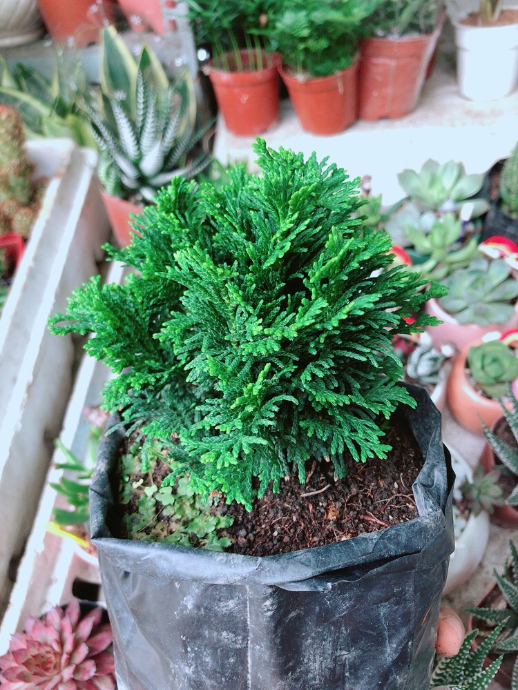 Cây Tùng Trắc