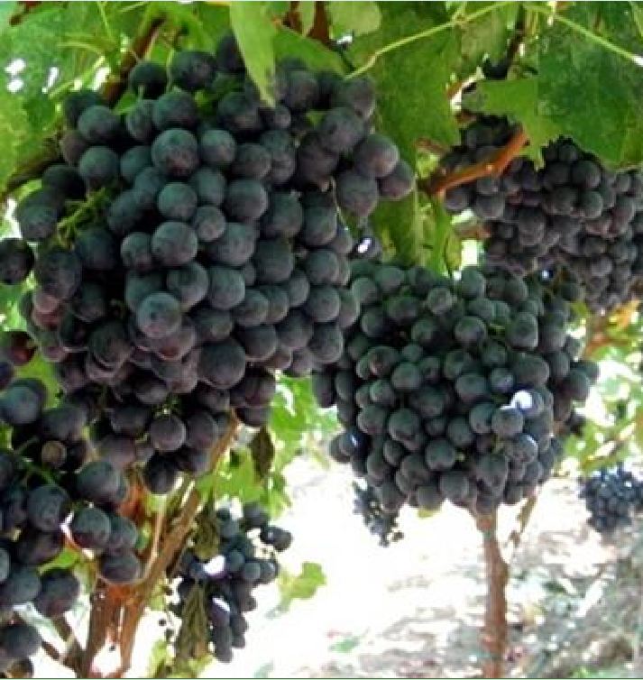Hạt Giống Nho Pháp Leo Giàn - ( gói 10 hạt Kèm gói kích thích hạt  nảy mầm )