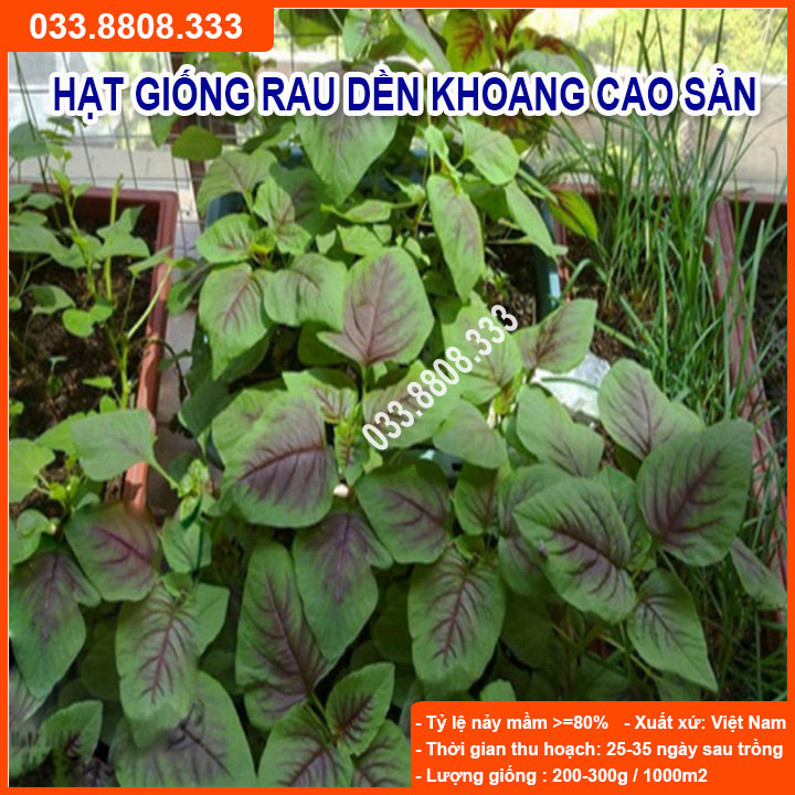 Hạt giống rau dền khoang 20gram -rau trồng thu hoạch quanh năm