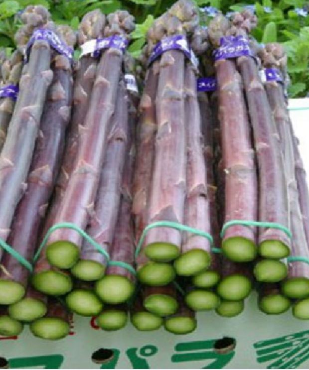 Hạt giống Măng Tây Tím - Gói 20 hạt ( Kèm 3 viên nén kích thích ươm hạt ) - VTNT