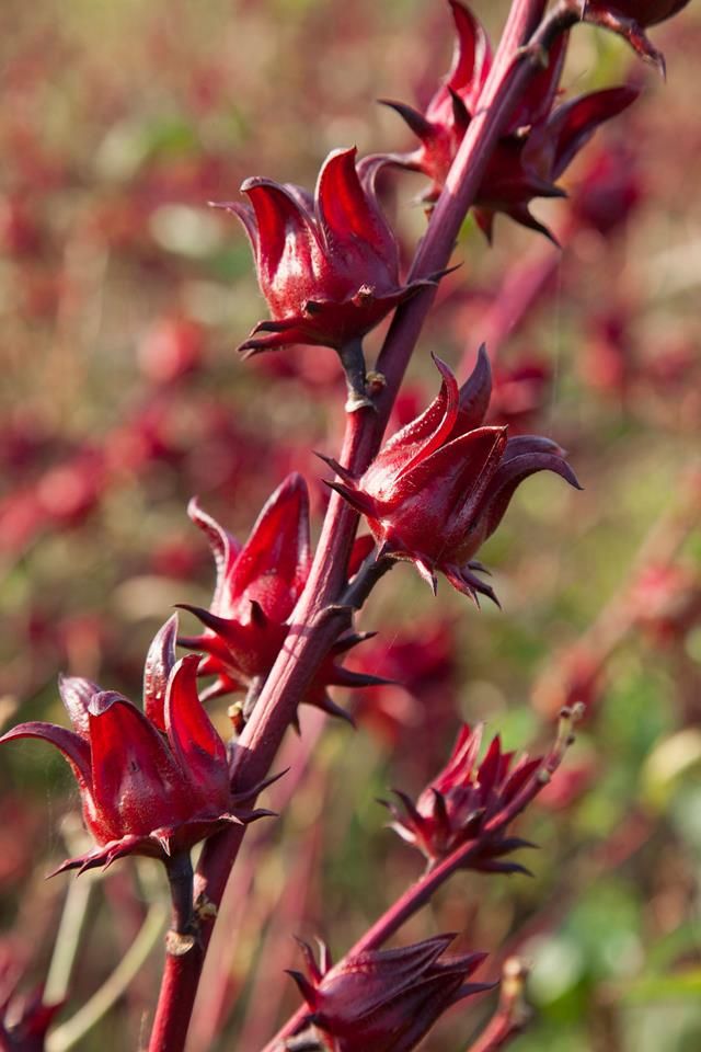 Trà Hoa Atiso đỏ (Hibiscus) Nguyên Bông Cao Cấp Từ Tôi Yêu Trà