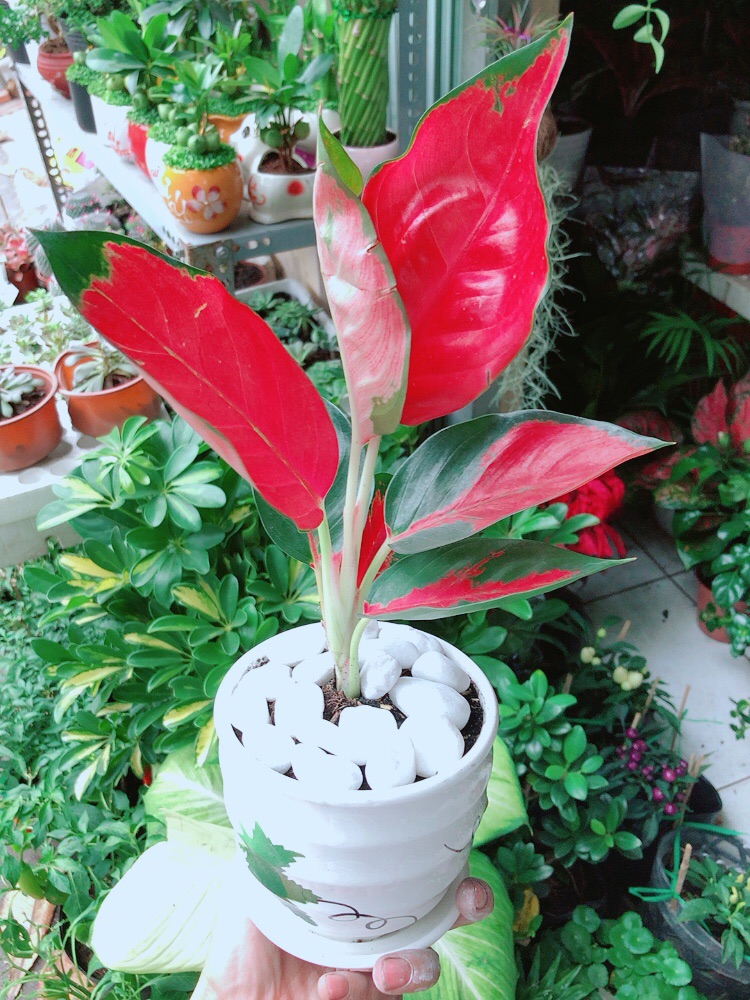 [HCM]Chậu Cây Phú Quý Đỏ