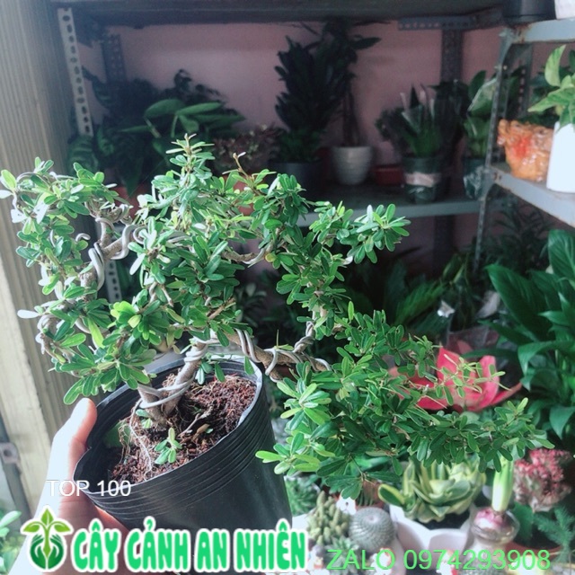Cây Linh Sam Bonsai