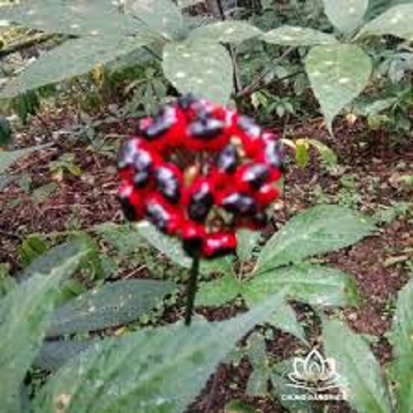 CÂY GIỐNG SÂM NGỌC LINH