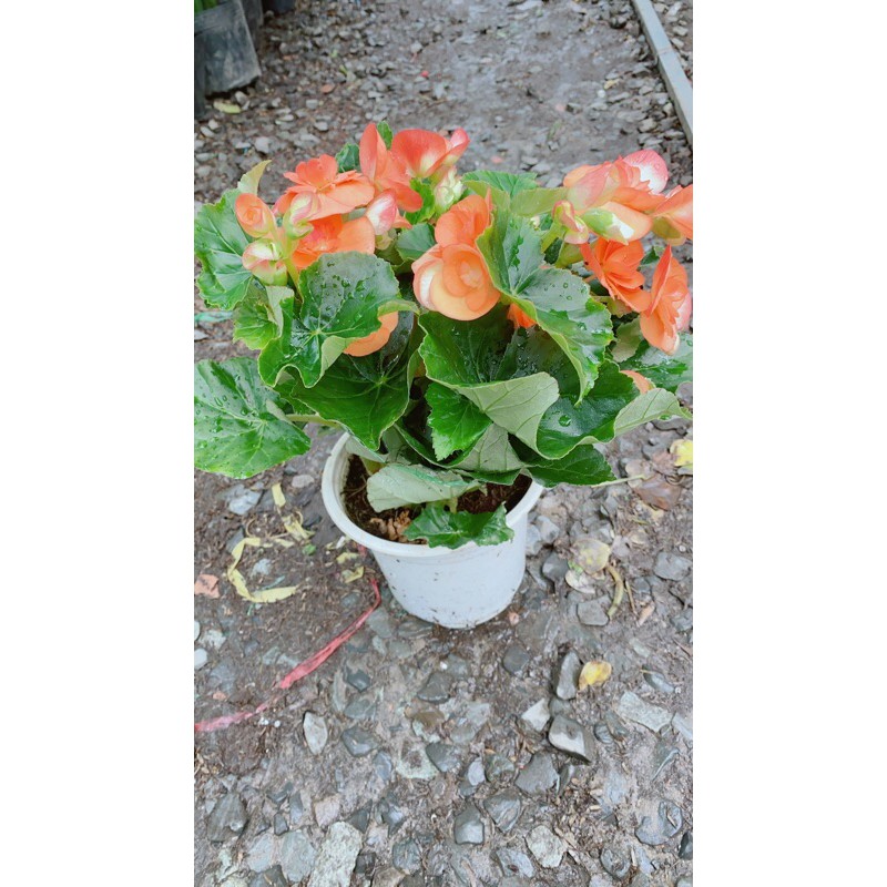 [HCM]Hoa Thu Hải Đường
