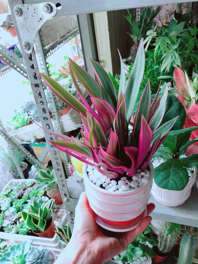 Chậu Cây Bảy Sắc Cầu Vòng