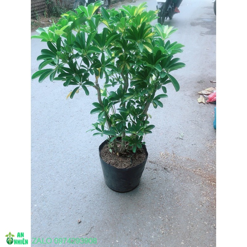 0981434969- 01 cây ngũ gia bì cao 80-90cm 366lz 682lz loại 01