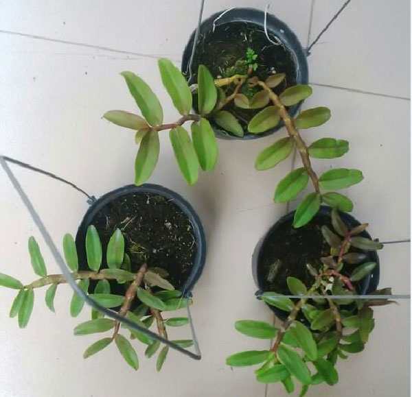 PHI ĐIỆP (GIẢ HẠC) TÍM THÁI gieo hạt hoa  đẹp thơm