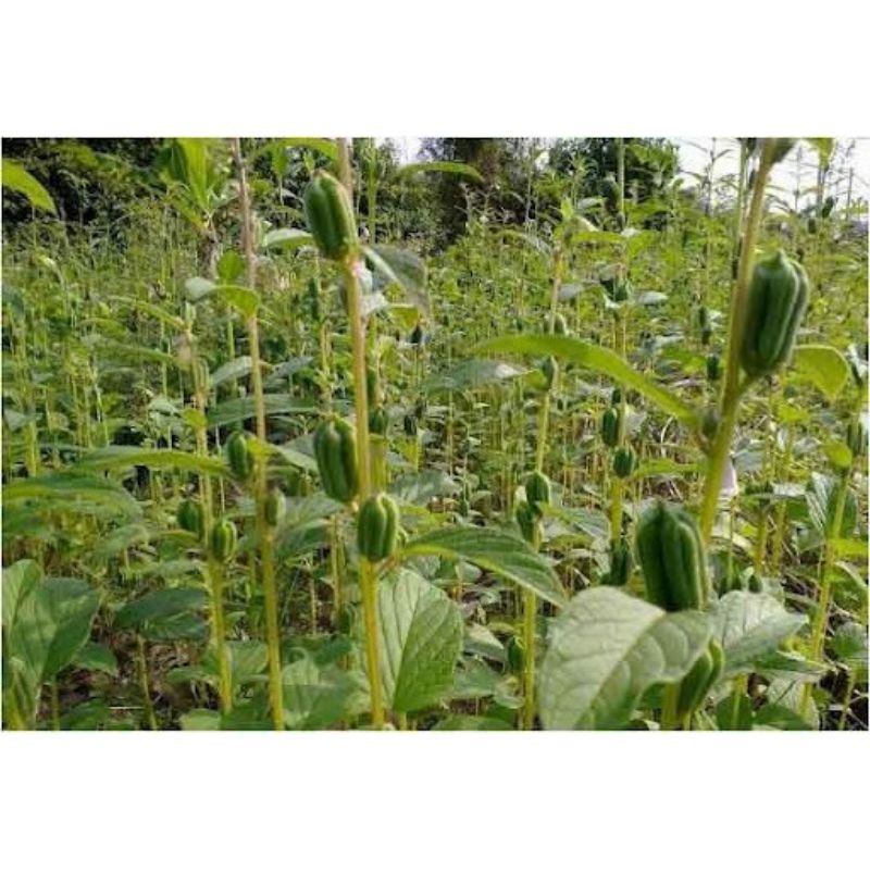 hạt mè(vừng trắng)200gram