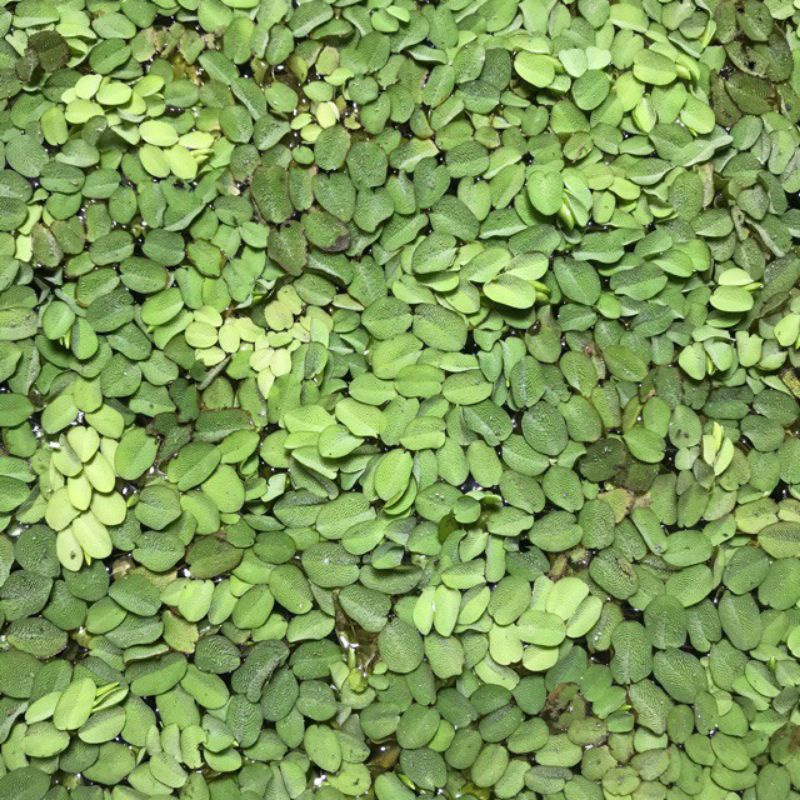 5 khóm bèo vảy ốc ( bèo ong) size đại