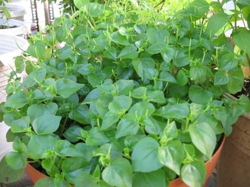 🍀 hạt giống rau càng cua🍀 - 0.5gr/gói