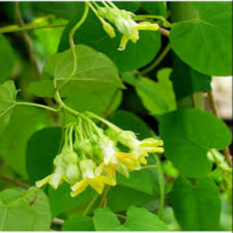 Cây giống hoa thiên lý siêu hoa
