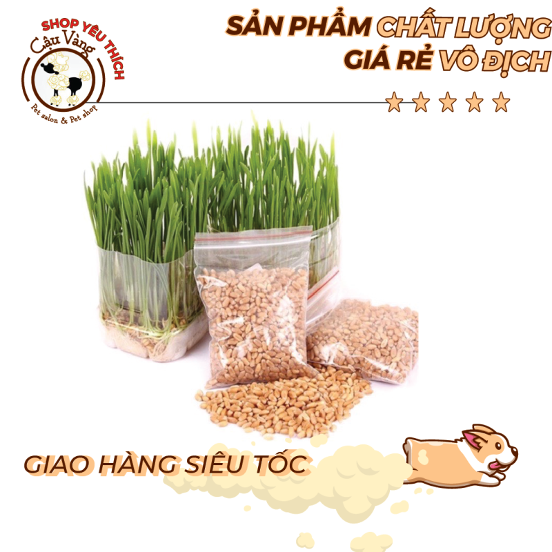 Hạt giống cỏ lúa mạch cho mèo túi 40 gram