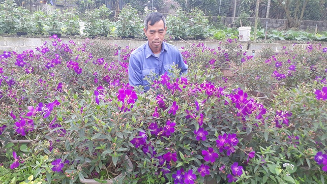 CHẬU HOA MUA TÍM THÁI LAN SIÊU ĐẸP