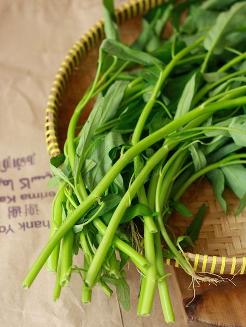 Hạt giống rau muống nước Thái Lan