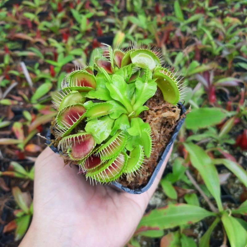 Cây bẫy kẹp cây bắt mồi cây bắt ruồi venus flytrap