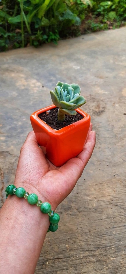 Sen đá nhỏ HOA HỒNG HÀ LAN