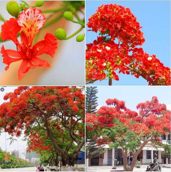 "Gói 5 "Hạt giống hoa phượng vĩ đỏ