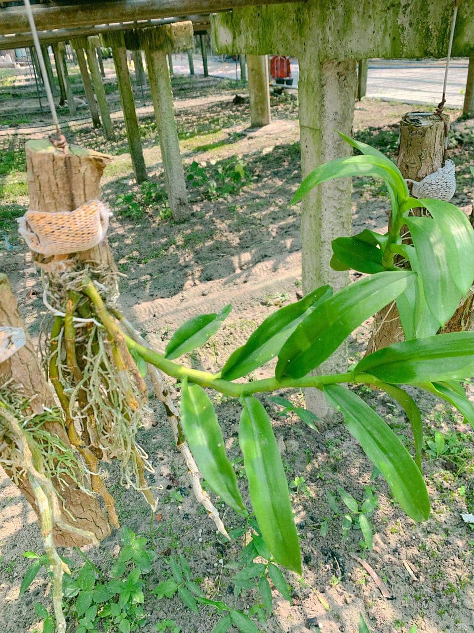 Bảng Lan Trầm Tím Rừng đã thuần