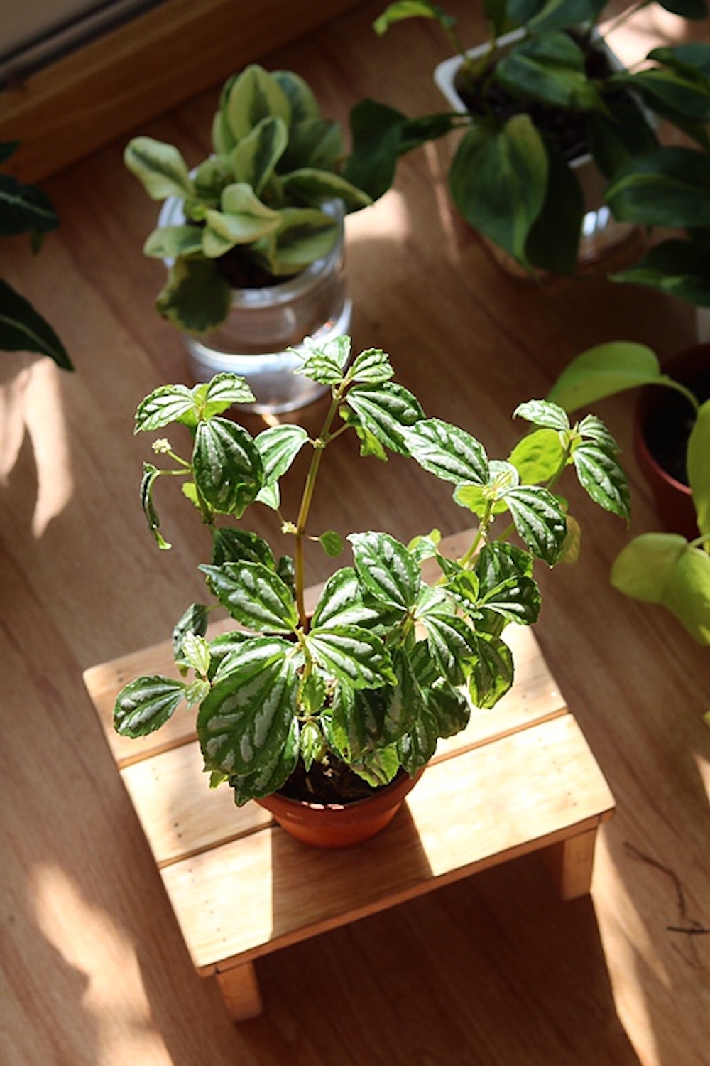 Cây Pilea cadierei Aluminum (Hổ Nhĩ Trắng Aluminum, Mao Đài Trổ Aluminum, Cỏ Gấm)