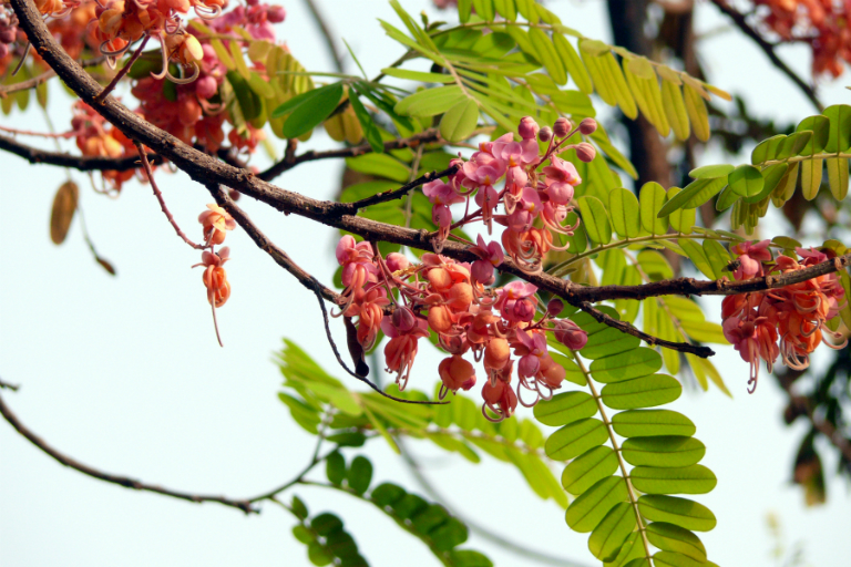Cây giống ô môi hoa- Đặc sản miền tây- Trái cây tuổi thơ- Hoa kiểng Nguyễn Lộc