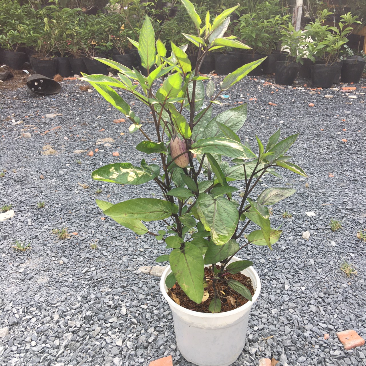 Chậu cây Dưa Pepino Tím  trái ngọt và thơm