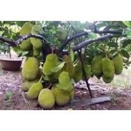 Com bo 2 Cây Giống Mít Thái Siêu Sớm