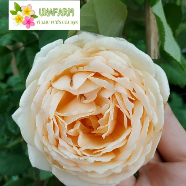 Hồng LEO Crown Princess Margareta size chậu C9 - CayGiongTot