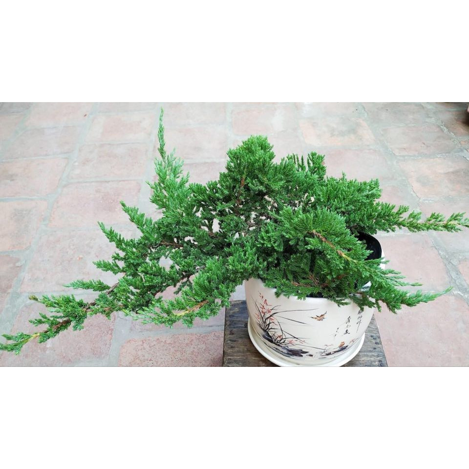 CHẬU CÂY TÙNG XÀ ( THỦY TÙNG--NGỌA TÙNG ) SIÊU ĐẸP