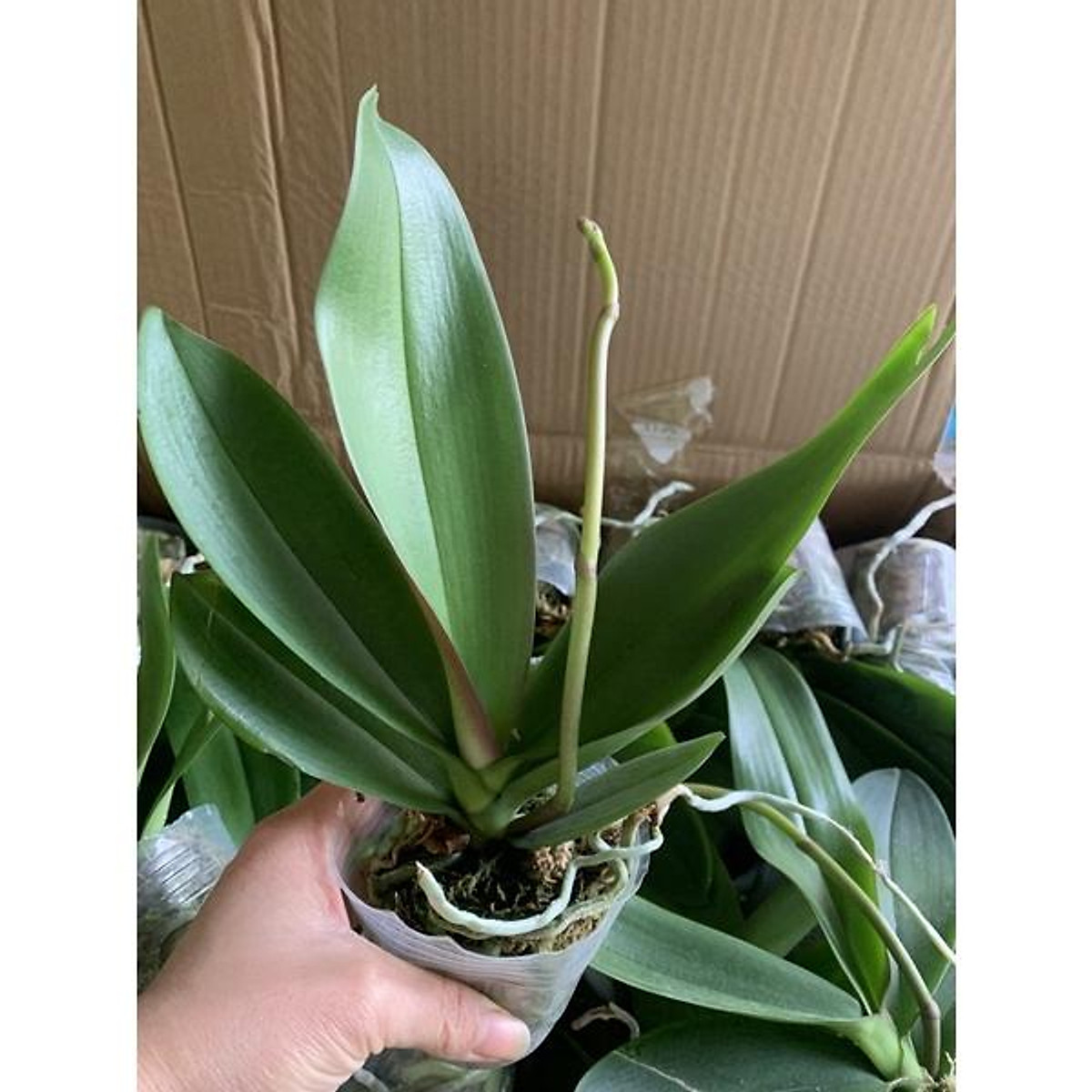 HOA LAN HỒ ĐIỆP CÂY đẹp cốc 2.8