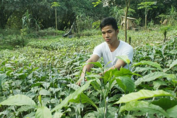 CÂY DỔI GHÉP HÒA BÌNH (1.5 NĂM CHO TRÁI)