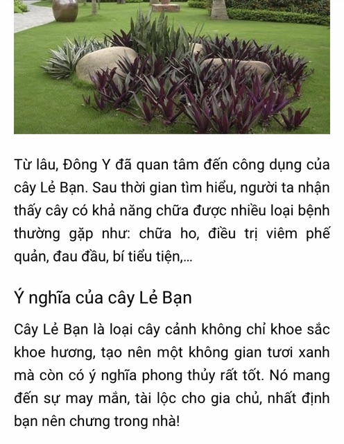Cây dứa tím ( cây lẻ bạn , sò huyết)