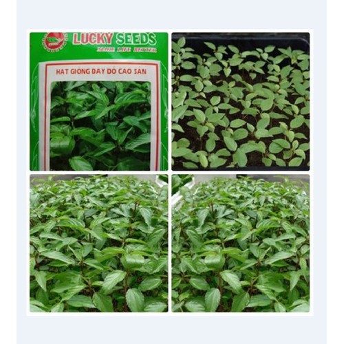 Hạt giống rau đay đỏ cao sản - 20gr