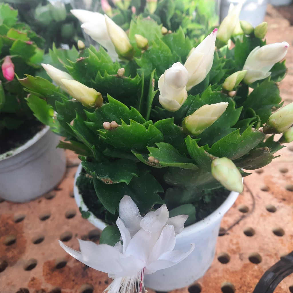 Cây hoa lan càng cua - hoa tiểu quỳnh