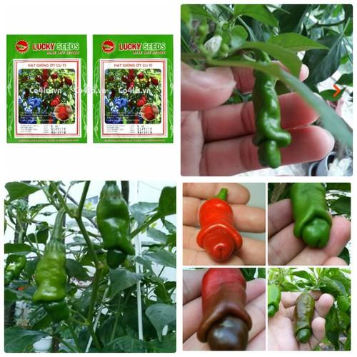 Hạt giống ớt cu tí  ( ớt peter  ) - 1 gói 10 hạt