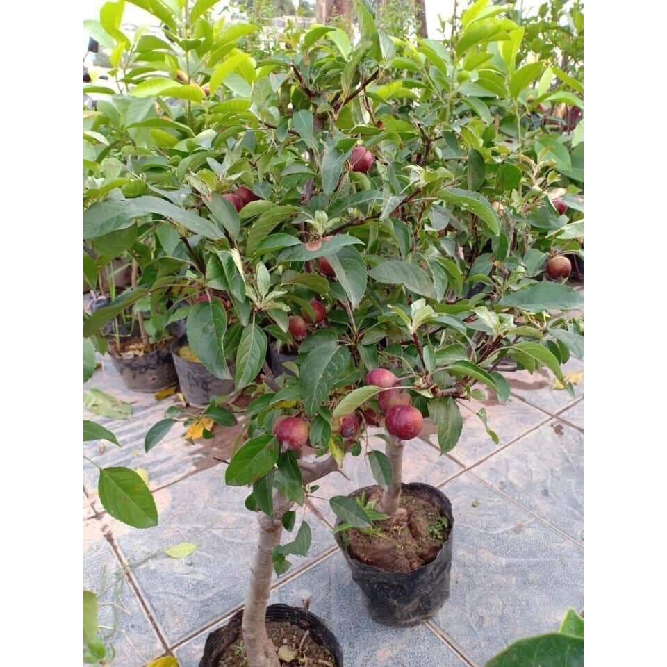 Cây táo đỏ lùn f1 giống chuẩn hoàn 200% tiền nếu cây sai ảnh