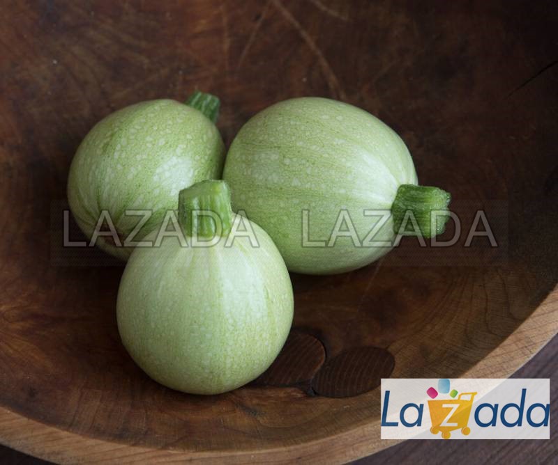 25.hat hạt giống bí ngòi banh xanh sáng f1 tg204