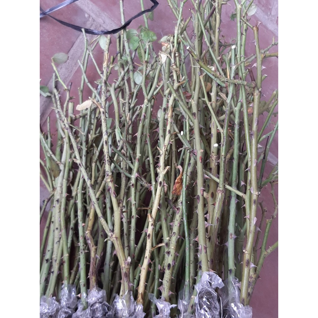 Combo 5 Cành Chiết Hoa Hồng (Giống Hoa Hồng)
