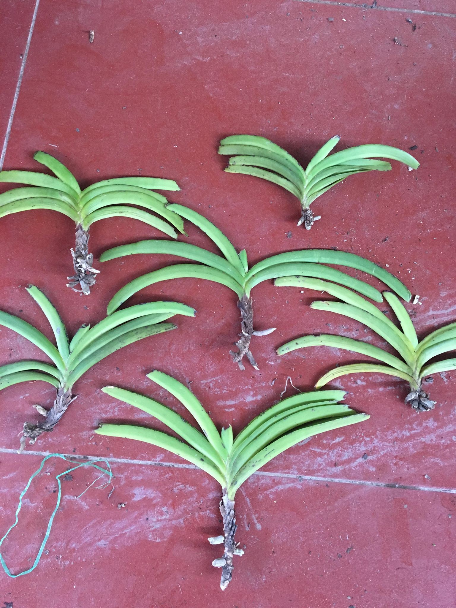 com bo 5 lan hải yến