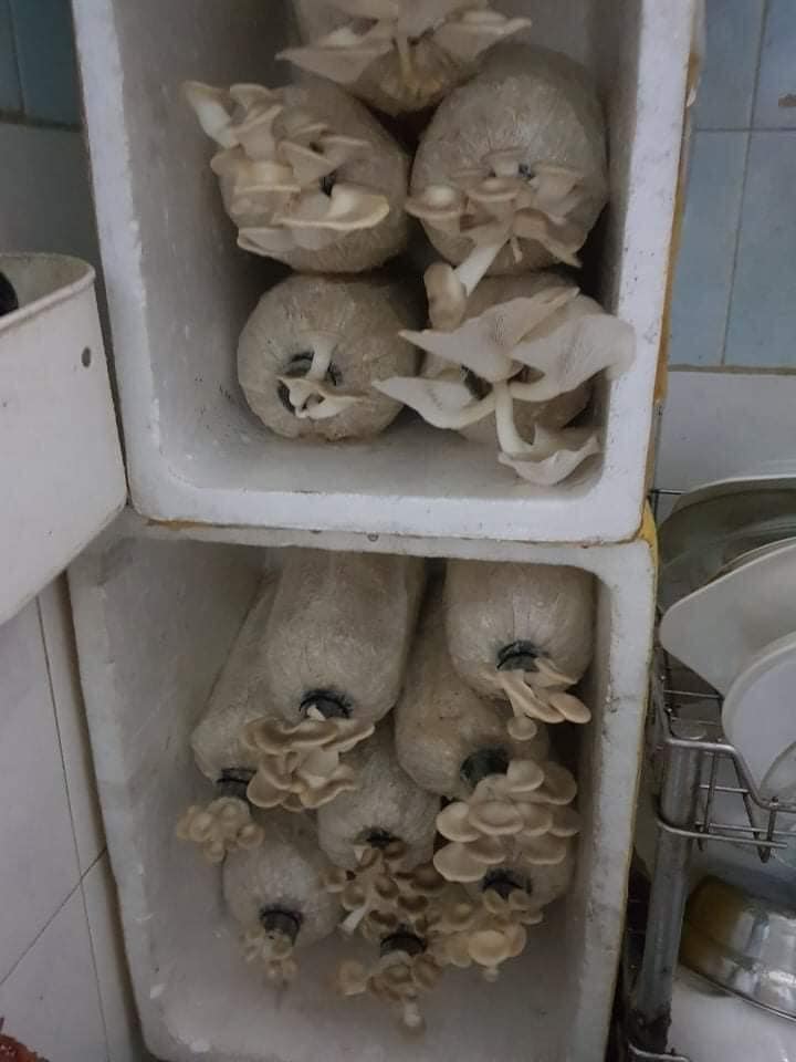 COMBO 5 PHÔI NẤM BÀO NGƯ XÁM