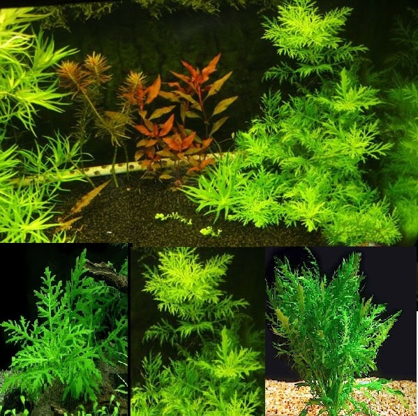 Cây thủy cúc – cây thủy sinh dễ trồng và phát triển mạnh không cần phân nền