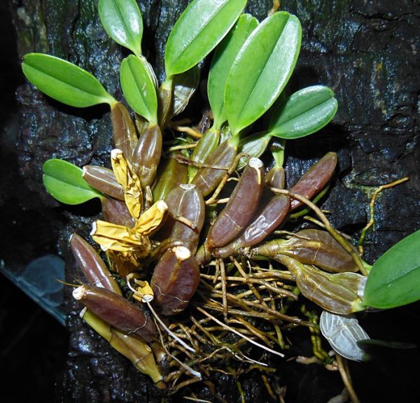 Cây lan vảy rồng