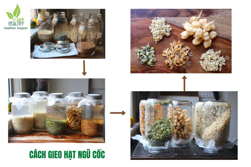 Hạt giống cỏ lúa mì 1 kg
