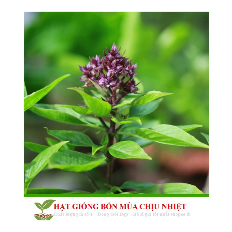 82A 100 Hạt Giống Húng Quế (Ocimum Basilicum
