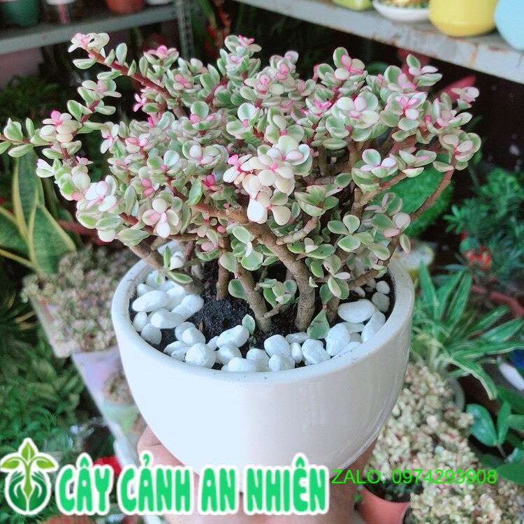Chậu cây cành vàng lá ngọc