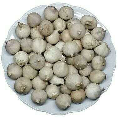 1,5kg tỏi cô đơn 1 nhánh