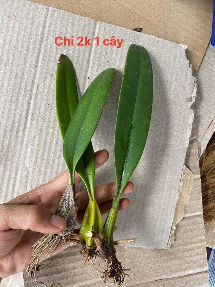 Hoa Lan râu tiên(3 cây) vv